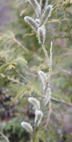 DSC03412