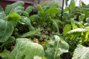 DSC03184