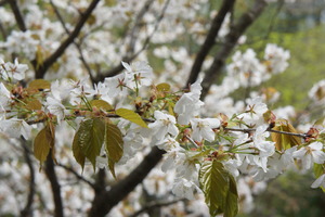DSC03656