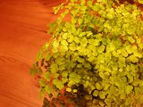 060311adiantum