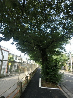 CIMG6787