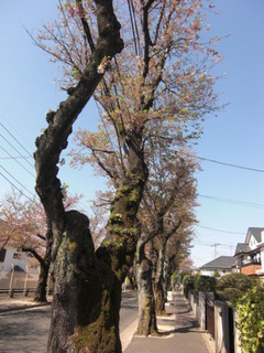 CIMG3510