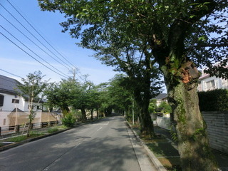CIMG6781