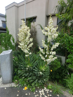CIMG9048