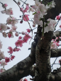 CIMG0608