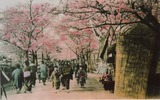 花見小僧 o0800049910500027970