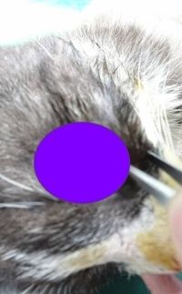 1527035292524