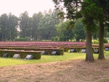 平和公園 さつき満開
