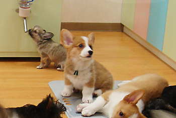 050704hachi
