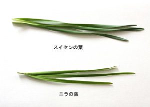 にらとすいせんー2