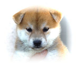 kyokujitsuan_182_14