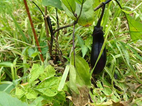 P7271692