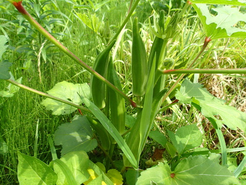 P7271693