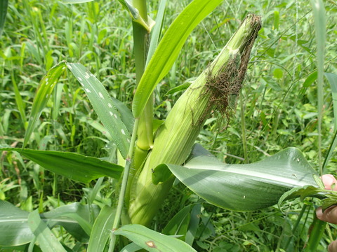 P7271691