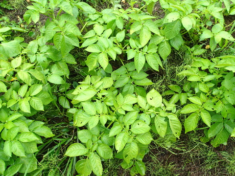 P6251607