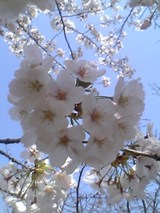 i sakura giapponesi sono belli!!