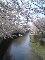 L'Hanami e' una delle maggiori feste della primavera giapponese.