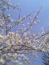 L’hanami significa letteralmente “guardare i fiori”