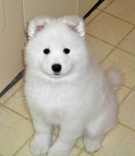 carrot_samoyed7