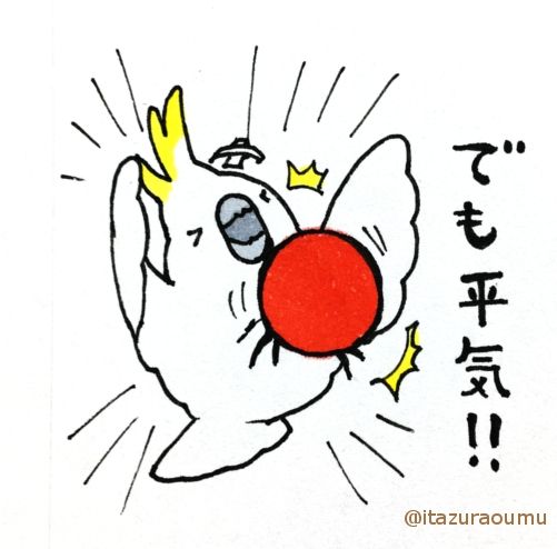 強い心とふんわりキバタン2