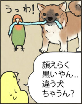 SHIBA3