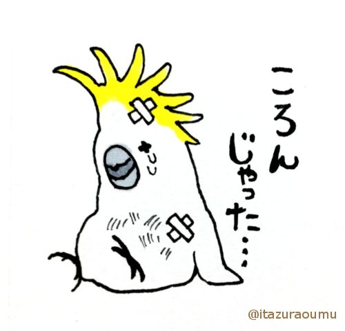 強い心とふんわりキバタン1