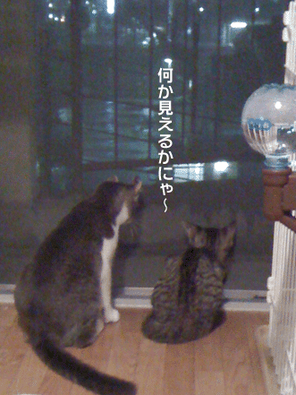 続・いっくんの “それゆけ 一球入魂 ”-網戸