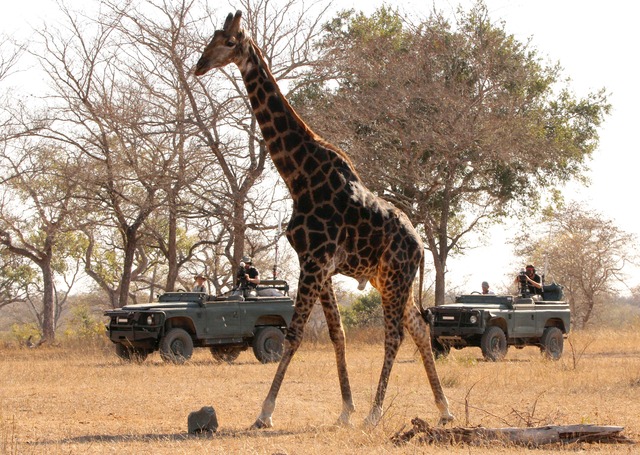 Jigga_and_Wendy_and_giraffe_walking