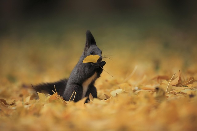 前川貴行氏の写真展「MAEKAWA-- The world of animals --」