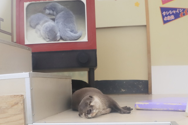 コツメカワウソ画像2
