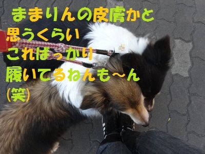 DSC02311