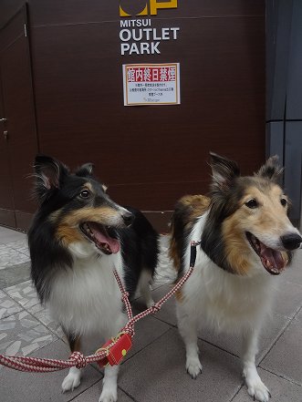 しゅせDSC05293