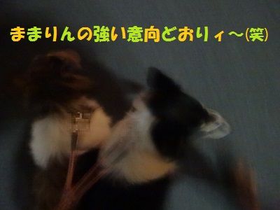 DSC07561