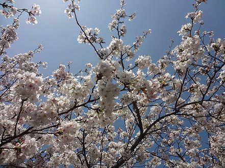 しゅせDSC03459