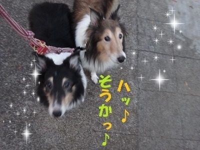 ブログ2016年12月26日きらきら
