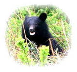 kuma