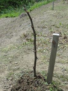 ぶなの葉腐葉土の中に剪定日本いちじくの枝を捨てました 新潟県糸魚川市果樹栽培勉強会