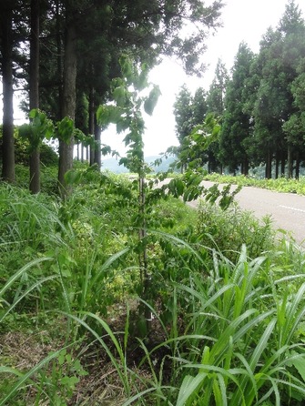 00051山側山法師594
