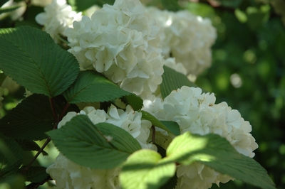 �����ǥޥ�