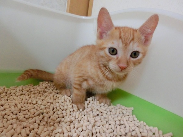 ねこ2
