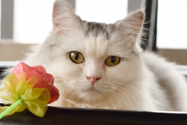ねこ1