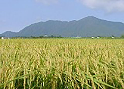 田んぼ