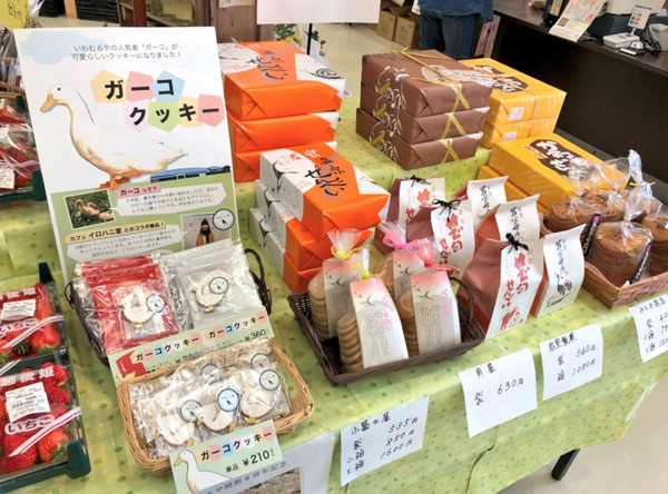 がーこ
