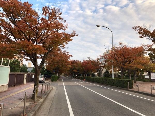 おおはた②