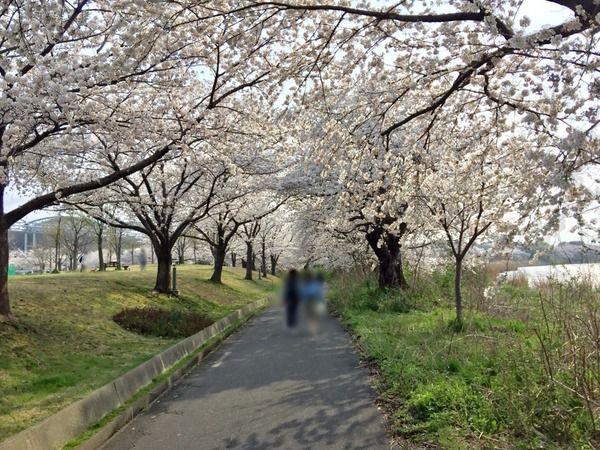 さくら