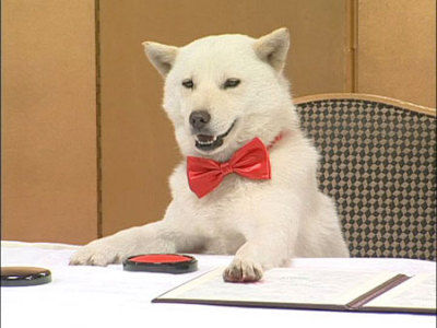 dog