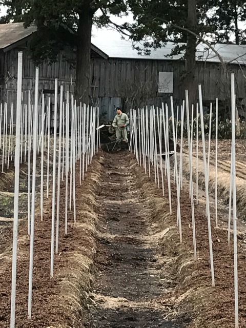 アスパラ畑 森川農園