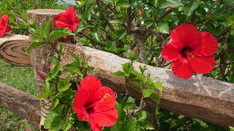 南の島といえば