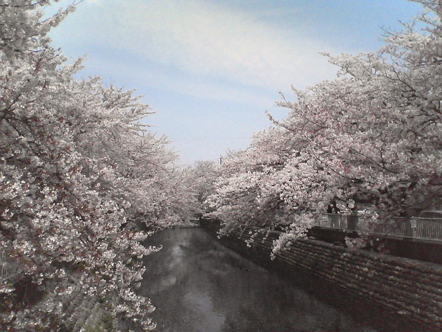 桜祭り