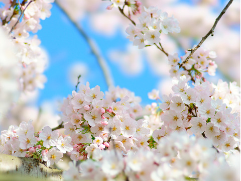 sakura